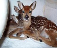 Your donation helped us